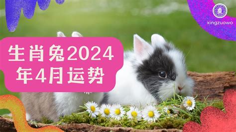 兔年 2024|属兔2024年运势及运程详解 2024年属兔人的全年每月运势